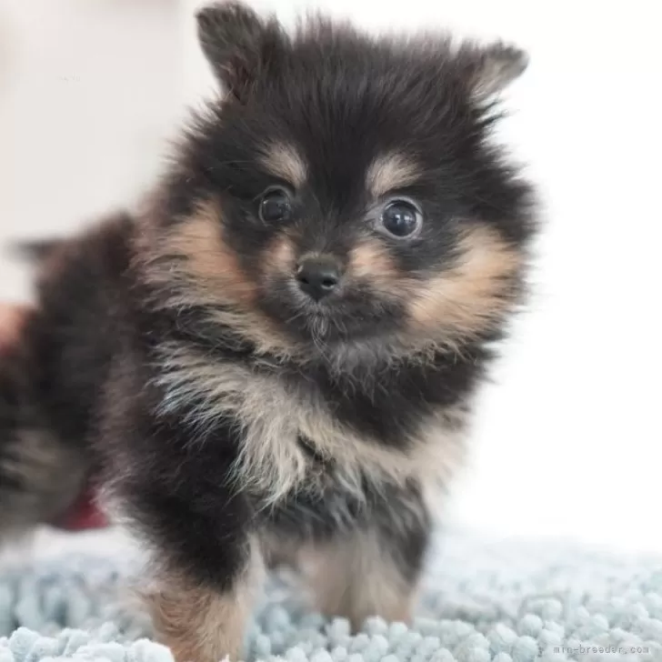 fufu 様のお迎えした子犬