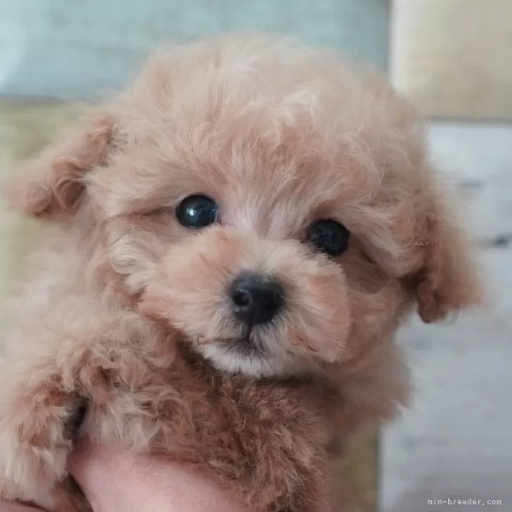 ID:2501-08250の子犬