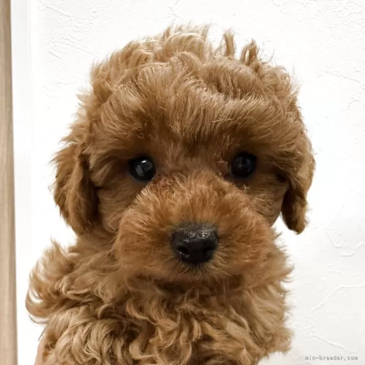 ID:2503-08196の子犬