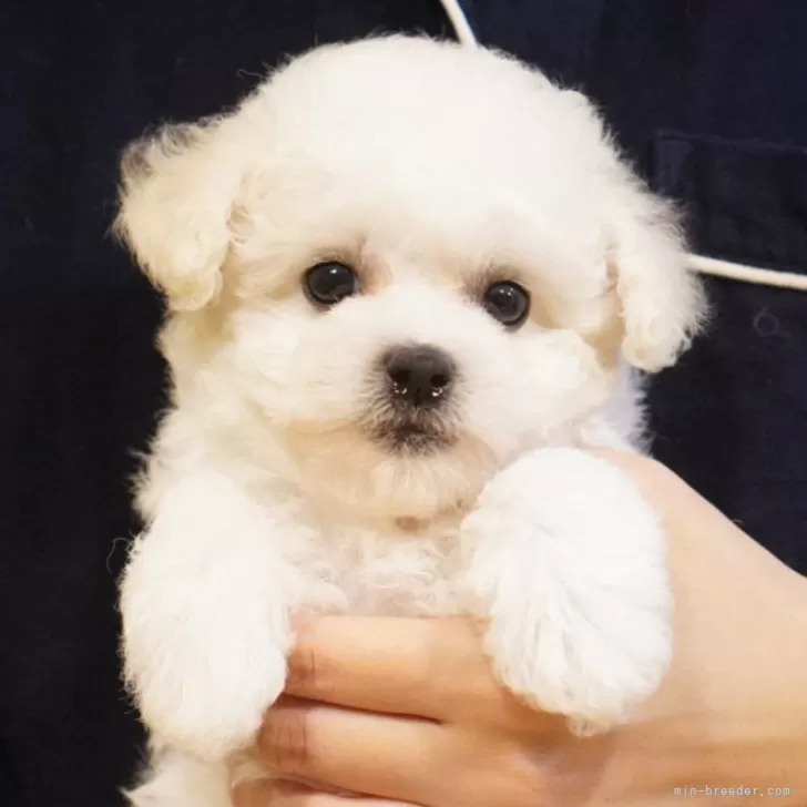 ビションフリーゼ【三重県・女の子・2025年9月4日・ホワイト】の写真1