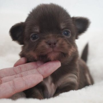 チワワ(ロング)【三重県・女の子・2025年4月12日・チョコタン】の写真「小さくてとても可愛いお顔しています🧸💝」