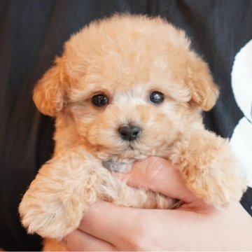 トイプードル(タイニー)【三重県・女の子・2025年8月1日・オレンジフォーン】の写真「お顔の可愛い小ぶりちゃん」