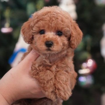 トイプードル(タイニー)【三重県・男の子・2024年10月14日・レッドフォーン】の写真「もこもこの男の子❄️とっても毛量良いです＾＾」