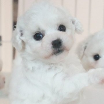 ビションフリーゼ【三重県・男の子・2025年3月23日・ホワイト】の写真「まん丸お顔の可愛い男の子🩵」