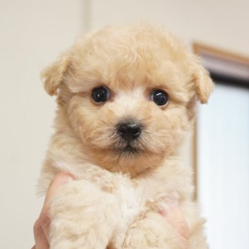 ビションプー(ビションフリーゼ×トイプードル)【三重県・女の子・2025年9月24日・カフェオレ】の写真「お目目の大きい可愛い女の子＾＾」