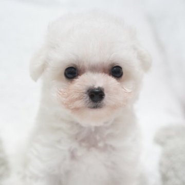 ビションフリーゼ【三重県・女の子・2025年9月12日・ホワイト】の写真「お目目が大きく、はっきりしたお顔の女の子❣️可愛い」