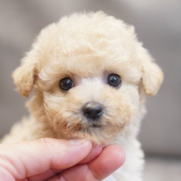 ビションプー(ビションフリーゼ×トイプードル)【三重県・男の子・2025年9月24日・カフェオレ】の写真「もこもこ毛量🧸おっとりな男の子💘」