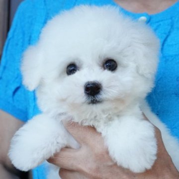 ビションフリーゼ【三重県・男の子・2025年7月5日・ホワイト】の写真「小ぶりビションくん🩵とってもお顔キュートです＾＾」