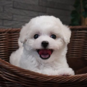 ビションフリーゼ【三重県・女の子・2024年12月11日・ホワイト】の写真「もこもこ毛量の可愛い女の子です＾＾」