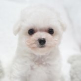 ビションフリーゼ