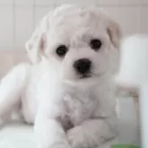 ビションフリーゼ