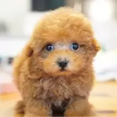 ティーカッププードル