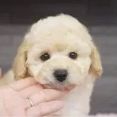 タイニープードル