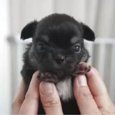 チワワ(ロング)