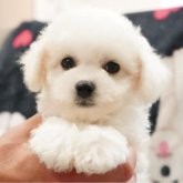 ビションフリーゼ