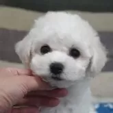 ビションフリーゼ