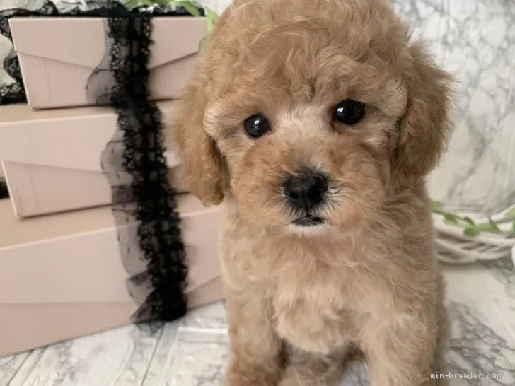 ID:2011-00653の子犬