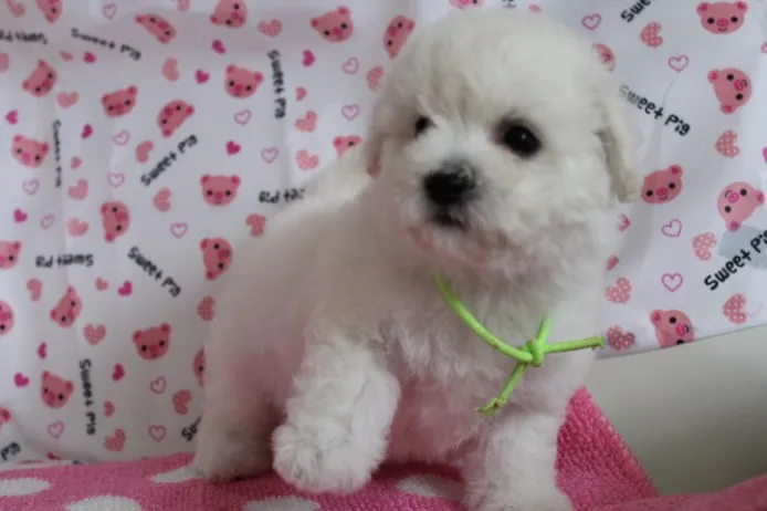 ID：1303-00221の子犬