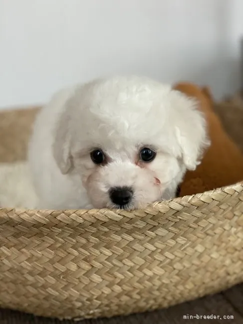 ID：2110-01476の子犬