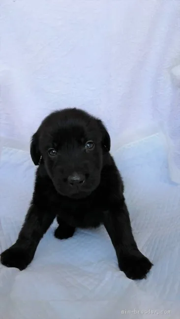 ID:2003-02937の子犬