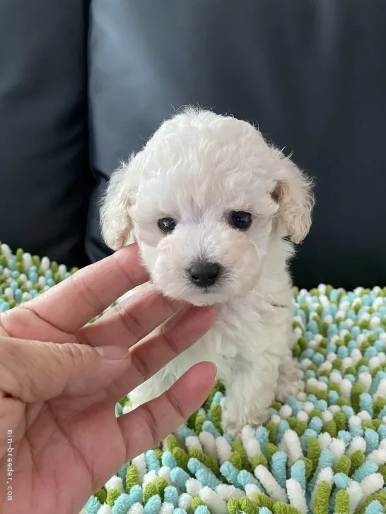 papiyon 様のお迎えした子犬