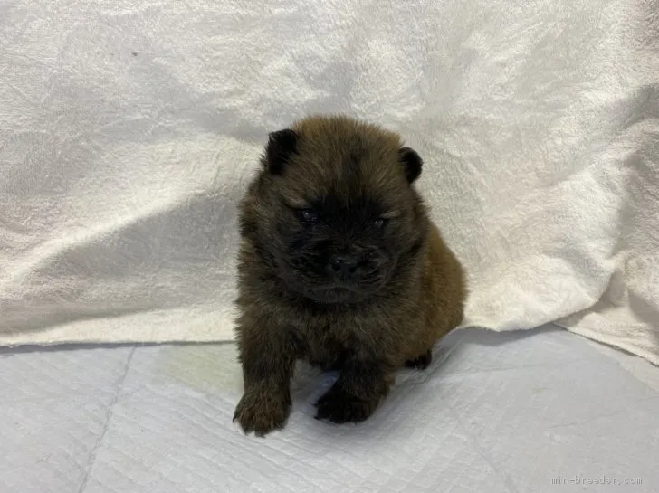 ID:2011-03403の子犬
