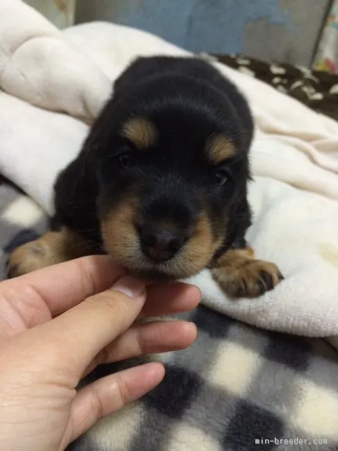 ID：1512-01747の子犬