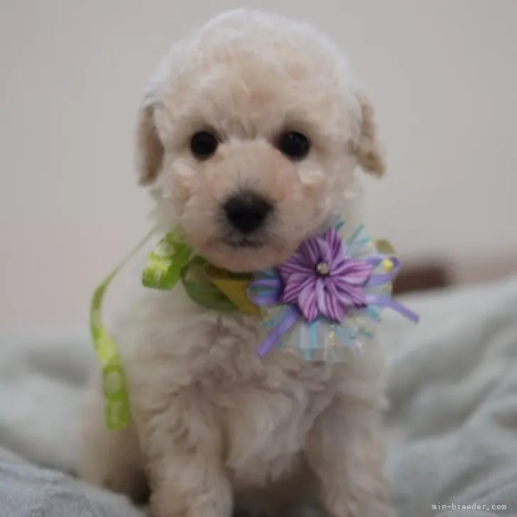 ID:2302-03200の子犬