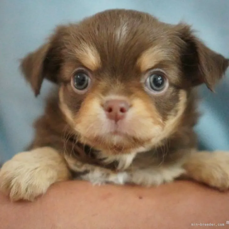 ID:2306-00781の子犬