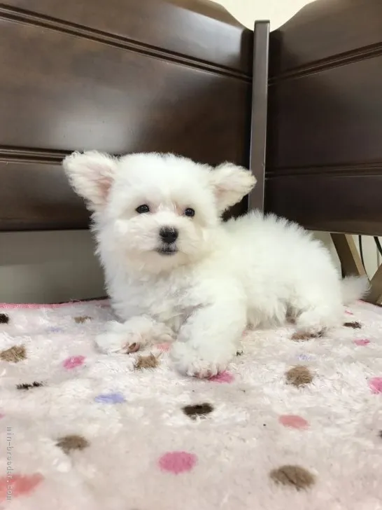 ID:1703-00021の子犬