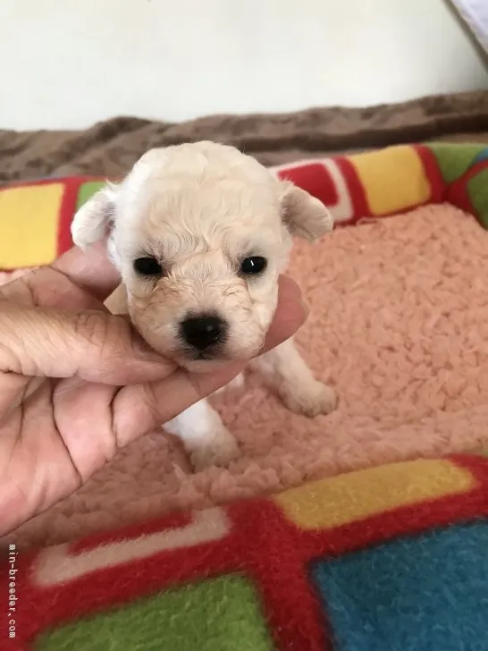 ID:1706-01504の子犬
