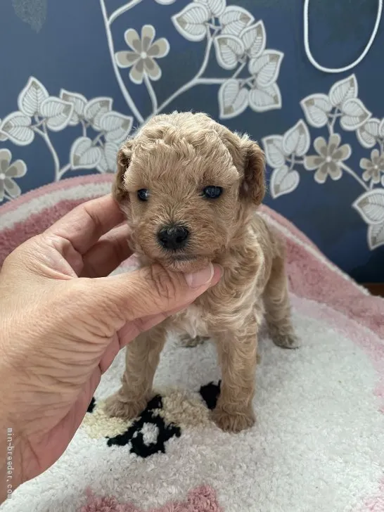 ID:2008-00278の子犬