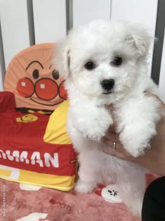 ID:1903-02305の子犬