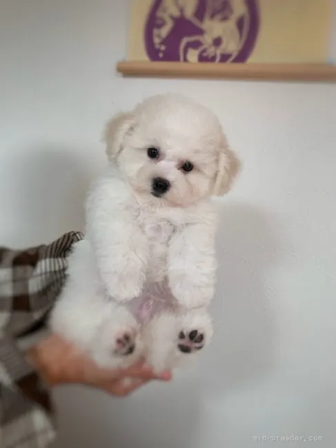 ID:2112-02797の子犬
