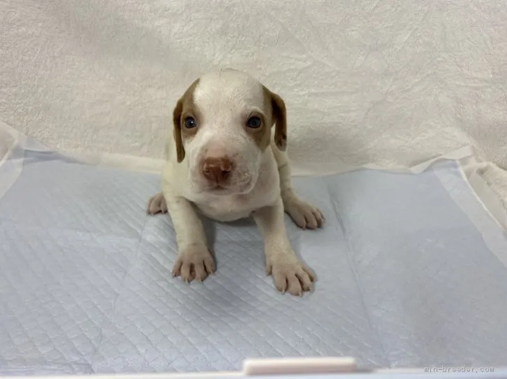 ID:2006-02855の子犬