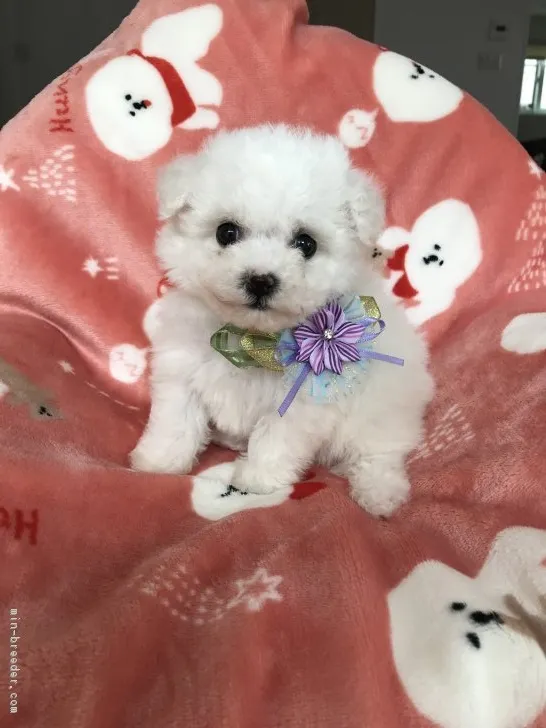 ID:1902-02916の子犬