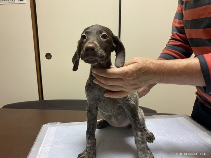 ジャーマン ポインター 三重県 女の子 年10月2日 レバー ホワイト 珍しい犬種 みんなのブリーダー 子犬id 11 ジャーマン ポインター 三重県 女の子 年10月2日 レバー ホワイト 珍しい犬種 みんなのブリーダー 子犬id 11