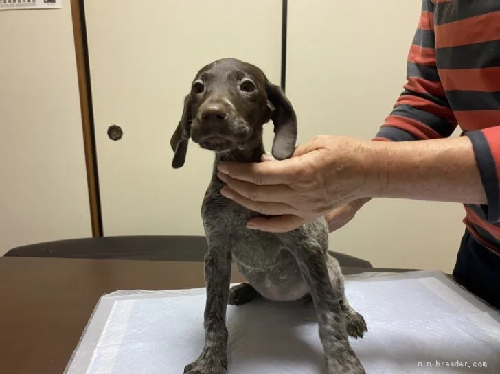 ID：2011-00219の子犬