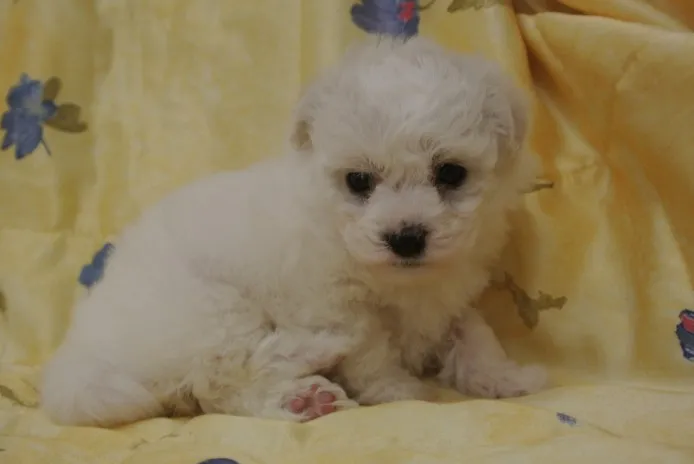 ID:1304-00242の子犬