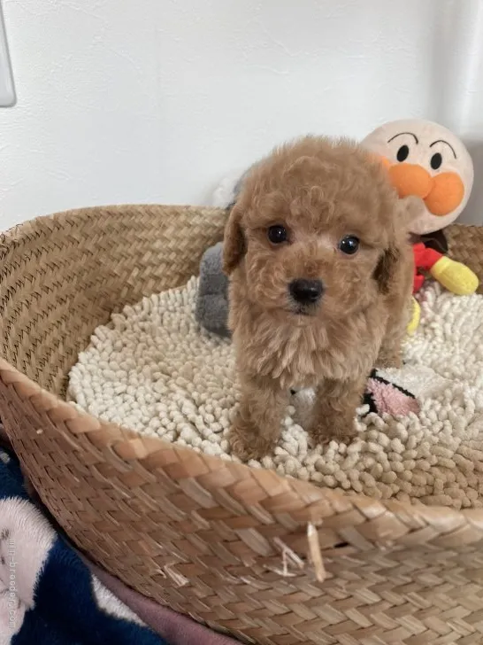 ID:2111-03987の子犬