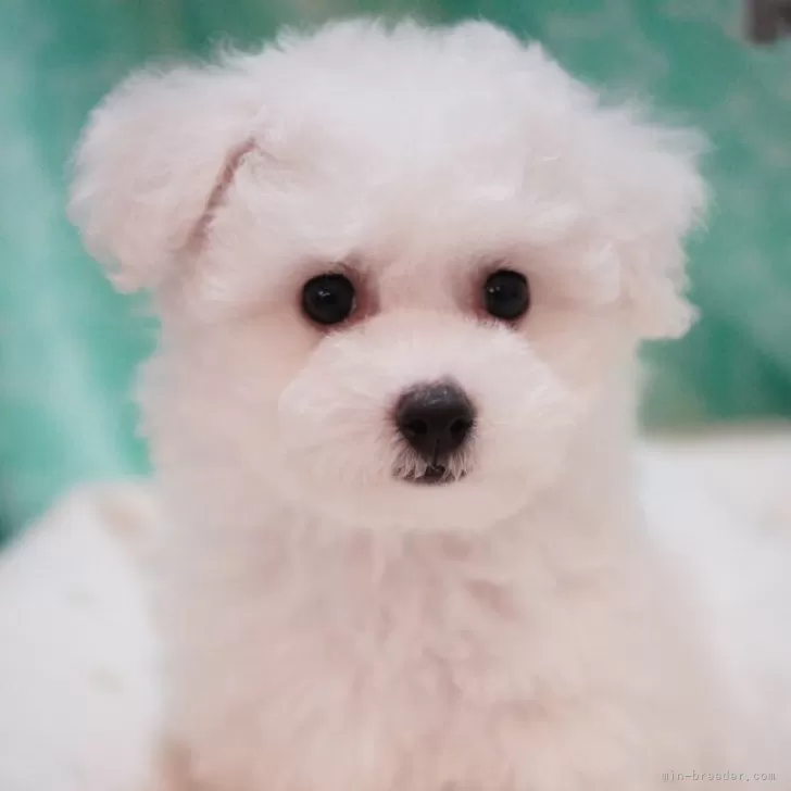 ID:2405-03678の子犬