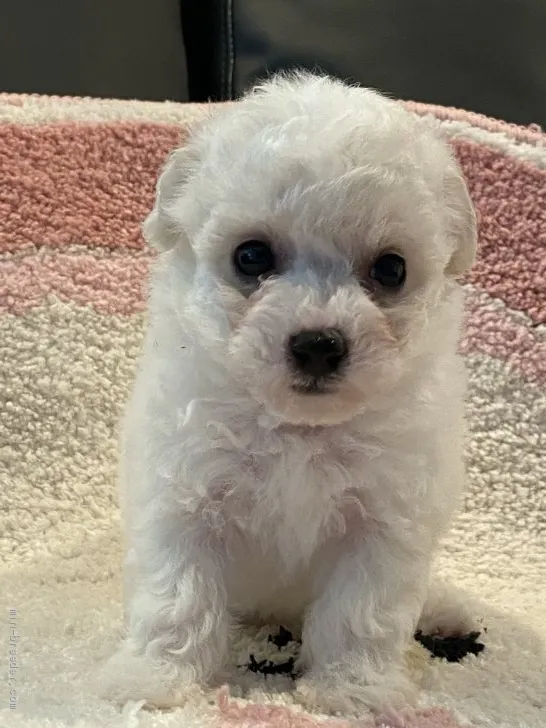 ID:2011-00149の子犬