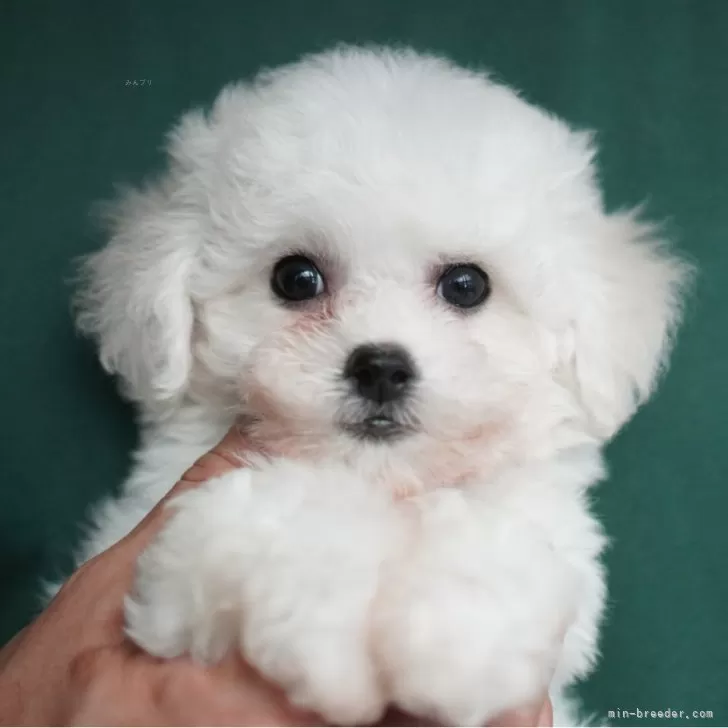 K.T 様のお迎えした子犬