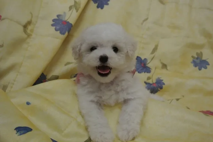 ID：1305-00139の子犬