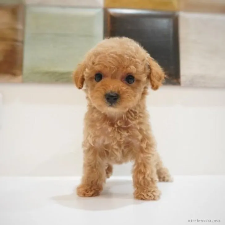 ID:2310-03305の子犬