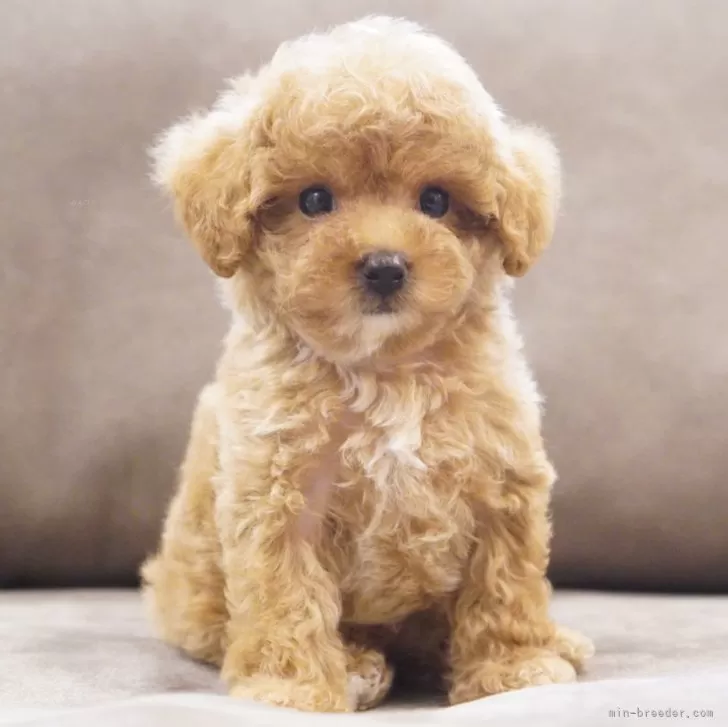 ID:2411-00379の子犬