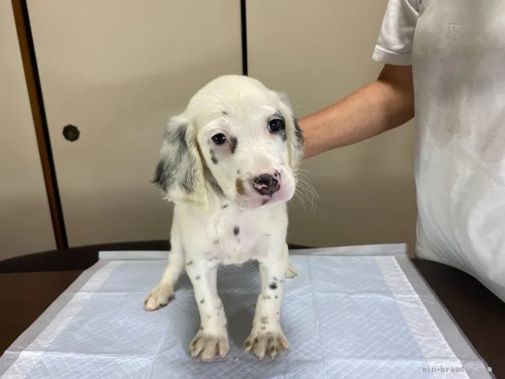 ID:2006-01165の子犬