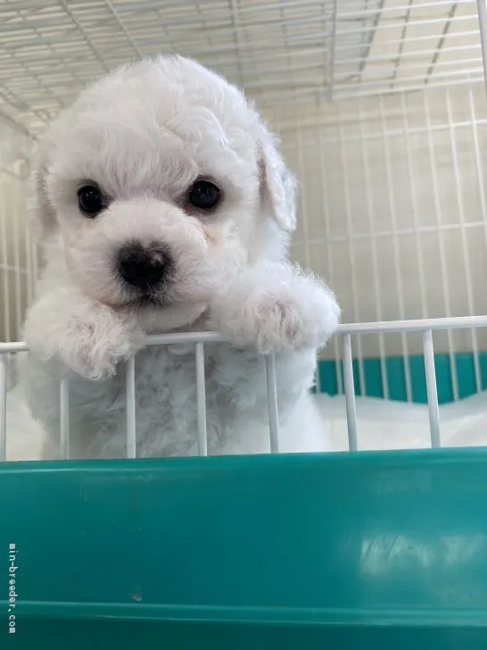 ID:2102-02329の子犬