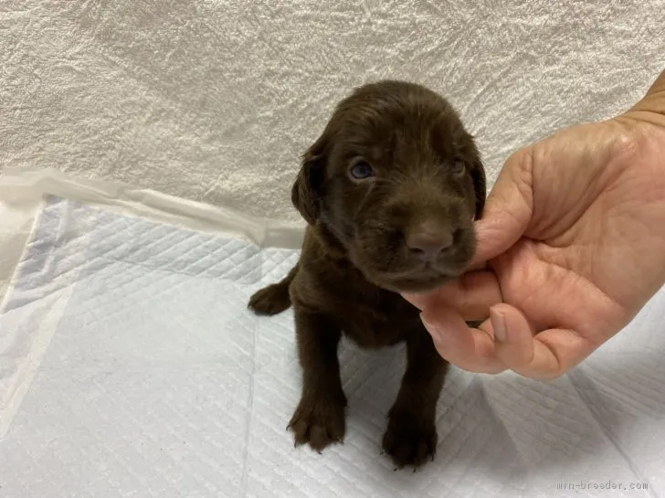ID:2008-01334の子犬