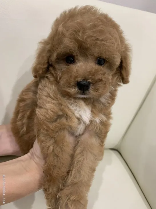 すっさ 様のお迎えした子犬